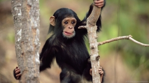monkey-cub